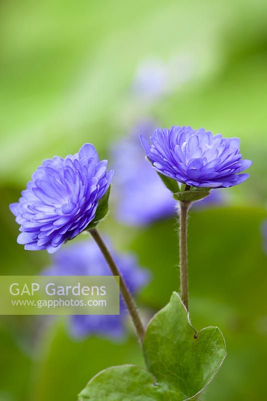 Hepatica nobilis 'Petersen's Plena'