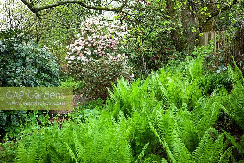 Woodland garden with Matteuccia struthiopteris and Rhododendron 'Lady Alice Fitzwilliam', Shuttlecock fern