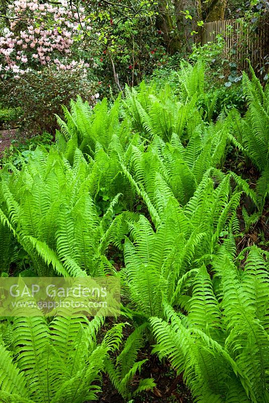 Matteuccia struthiopteris in the woodland garden - Shuttlecock ferns