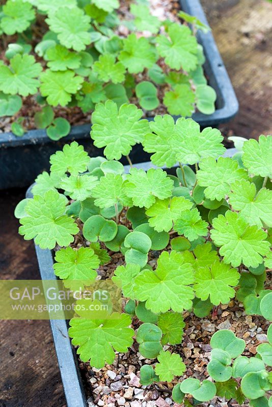 Geranium wallichianum 'Buxton's Variety'. Half seed trays with germinated seed showing true leaves and seed leaves