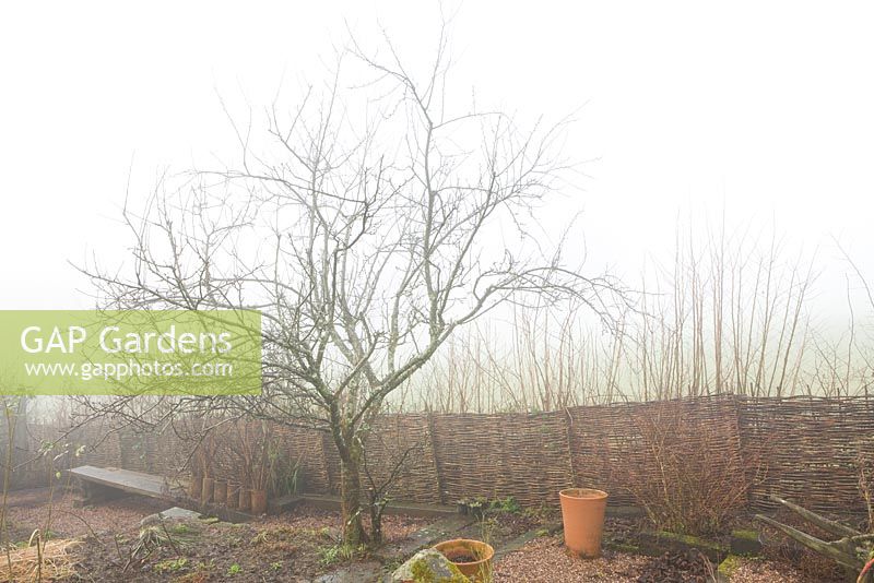 Apple tree on a foggy morning at Glebe Cottage