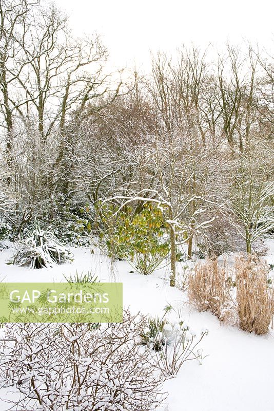 The woodland garden at Glebe Cottage in snow. Cercidiphyllum japonicum f. pendulum