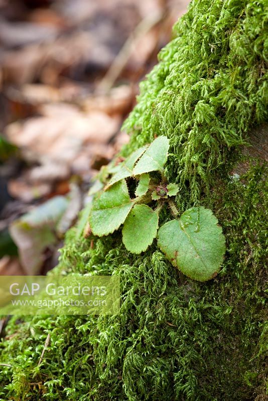Chrysosplenium davidianum growing in the moss at the base of a tree trunk - Golden Saxifrage