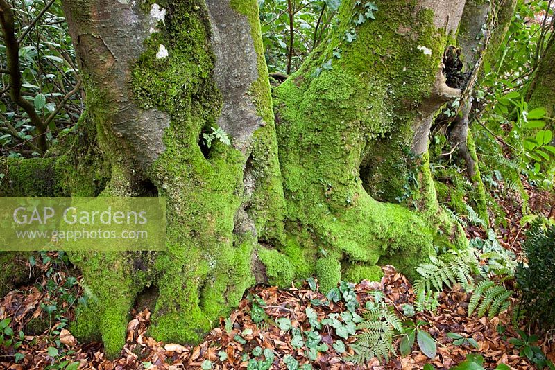 Mossy tree trunks in the woodland garden at Glebe Cottage