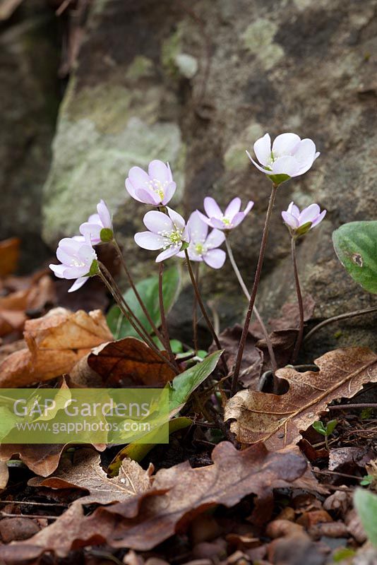 Self sown Hepatica growing at the edge of a path