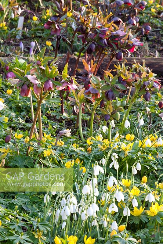 Eranthis hyemalis, Galanthus, Helleborus orientalis - Dial Park