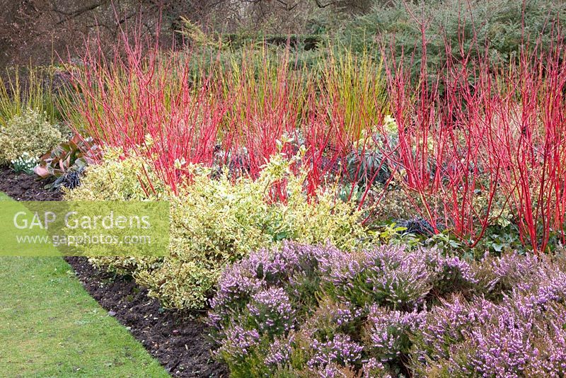 Cornus alba 'Sibirica', Cornus stolonifera 'Flaviramea', Euonymus fortunei 'Silver Queen', Erica x darleyensis 'Ghost Hills'