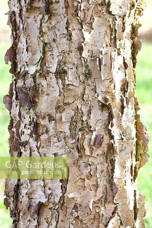 Betula davurica