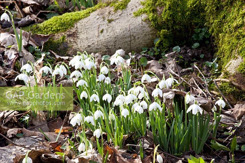 Galanthus nivalis 'Flore Pleno'