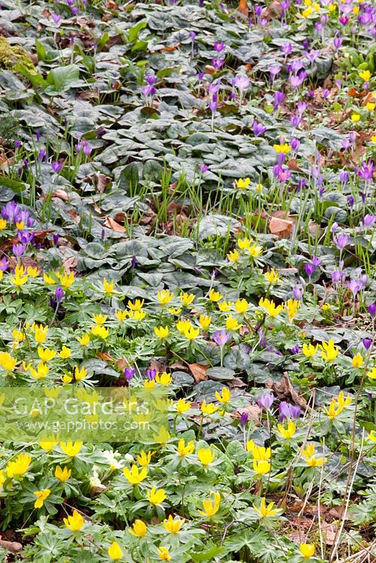 Crocus tommasinianus, Cyclamen coum and Eranthis hyemalis