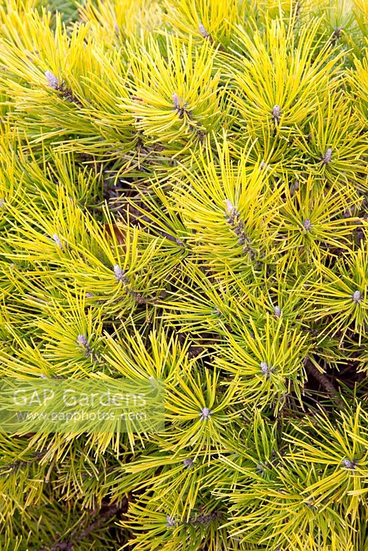 Pinus mugo 'Carsten's Wintergold'