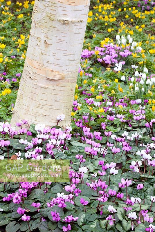 Betula underplanted with Cyclamen coum and Eranthis hyemalis