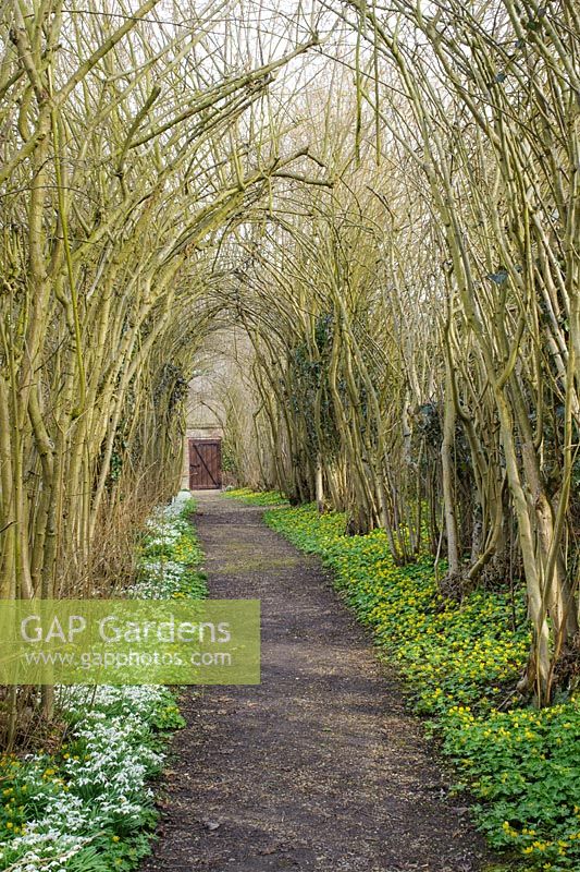 Hazel Tunnel - Nut walk with snowdrops and winter aconites