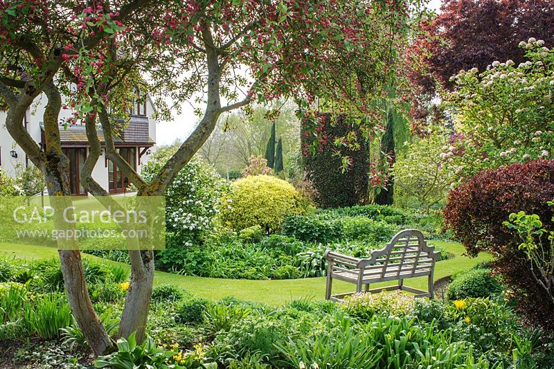 View in spring of island bed beside house with garden seat beneath Malus floribunda in bud -Glen Chantry, Essex