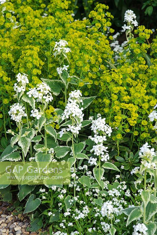 Lunaria annua var albiflora 'Alba Variegata', Myosotis and Euphorbia amygdaloides var. robbiae - Glen Chantry, Essex