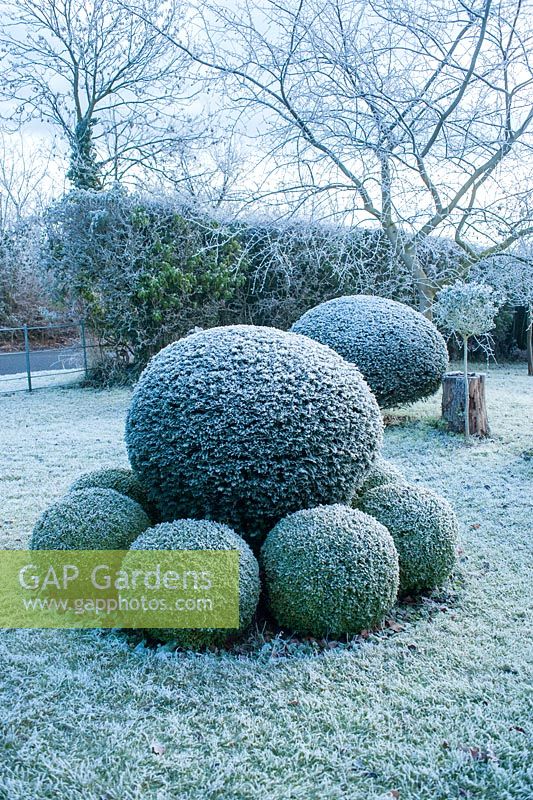 Yew topiary surrounded by clipped box balls on a frosty morning in December - The Mill House, Little Sampford, Essex