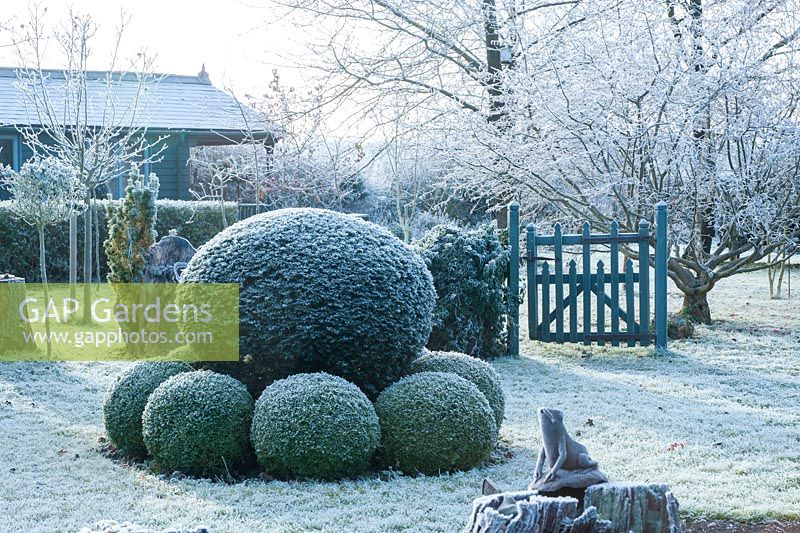 Yew topiary surrounded by clipped box balls on a frosty morning in December - The Mill House, Little Sampford, Essex