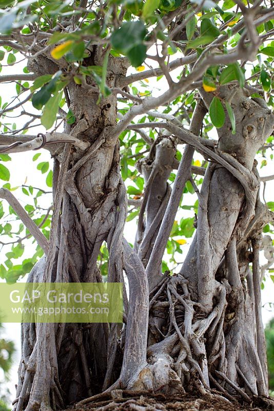 Ficus natalensis - Natal Fig bonsai in training since 1987 - Heathcote Botanical Gardens in Ft. Pierce, Florida
