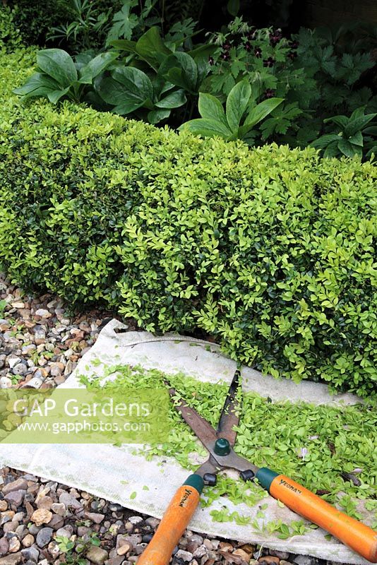 Pruning new growth on low Buxus hedge using garden shears and cloth to collect cuttings 