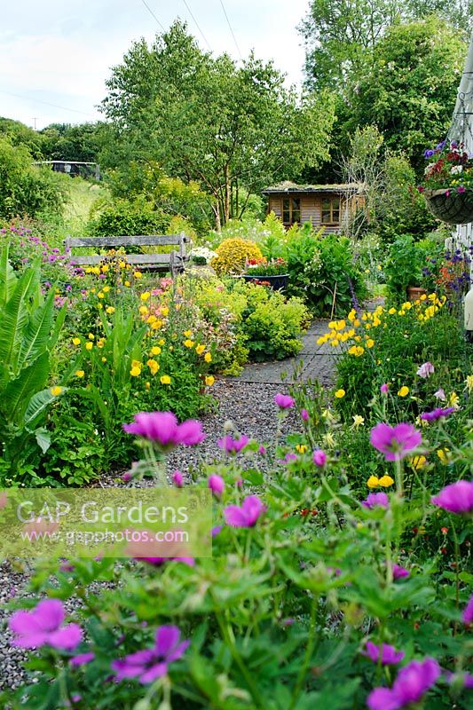 Country garden with raised seating area with wooden bench. Gravel path, borders with Geranium psilostemon, Meconopsis cambrica and Alchemilla mollis. Garden studio with green roof in background