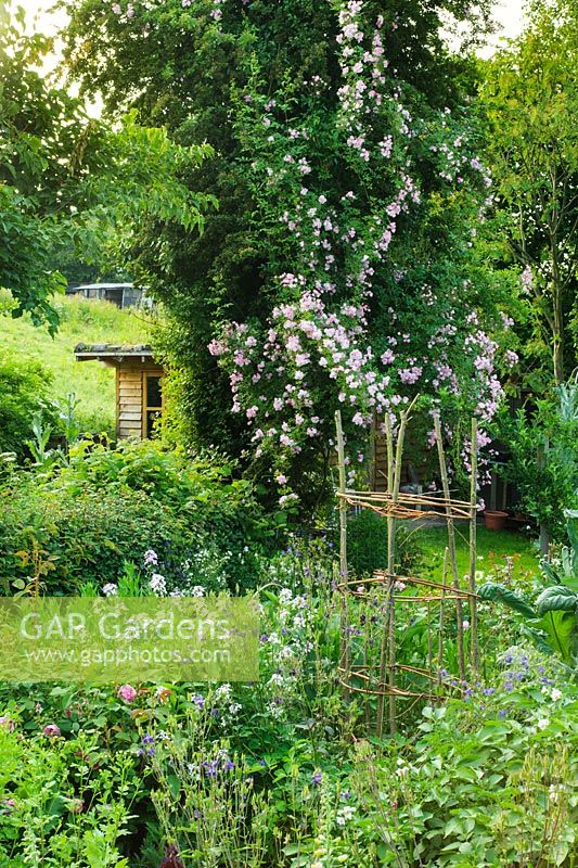 Mixed ornamental and vegetable garden. Roses, sweet rocket, feverfew, Aquilegias and potatoes. Rosa 'Euphrosyne' climbing in to hawthorn tree and view of summerhouse