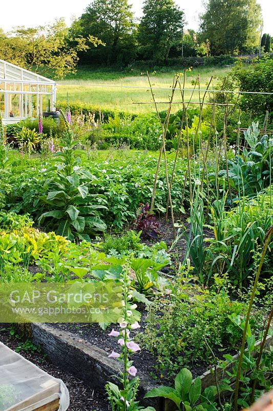 View of vegetable garden with raised beds. Courgette, lettuces and runner beans growing up rustic support and large patch of potatoes