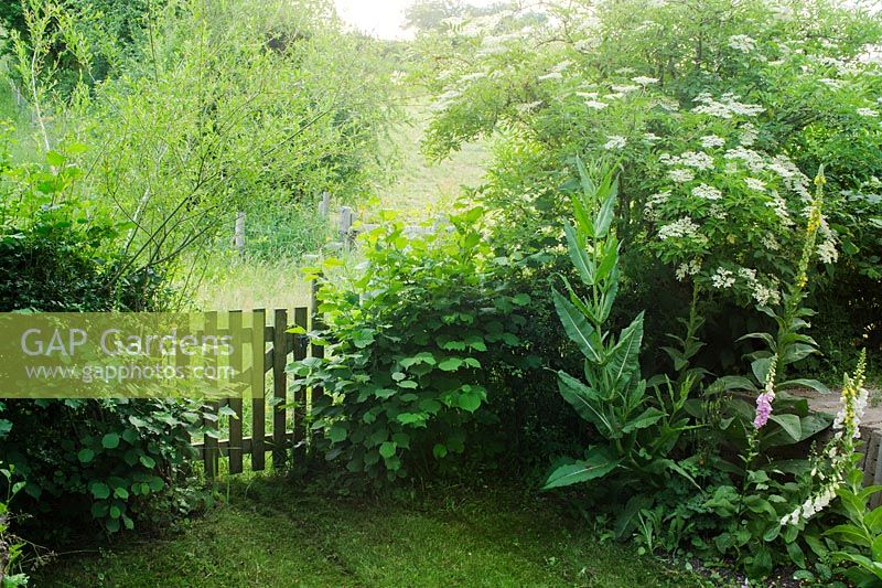 Rustic gate in hedge leading from garden to meadow. Corylus avellana, Salix and Sambucus nigra in hedge. Foxgloves, Verbascum and Dipsacus fullonum