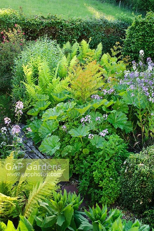 Bog garden with Osmunda regalis, Darmera peltata, Hesperis matronalis, Matteucia struthiopteris and Onoclea sensibilis