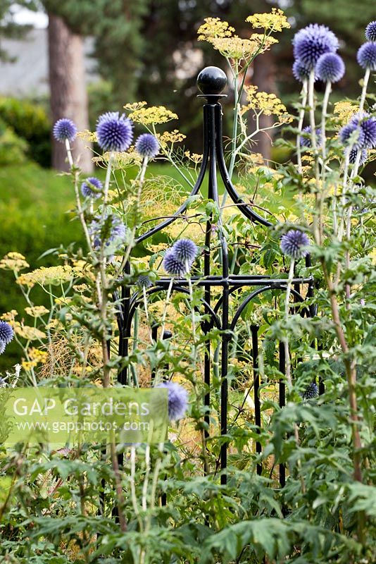 Agriframes plant support amongst Echinops ritro - Globe Thistles at Capel Manor Gardens, London