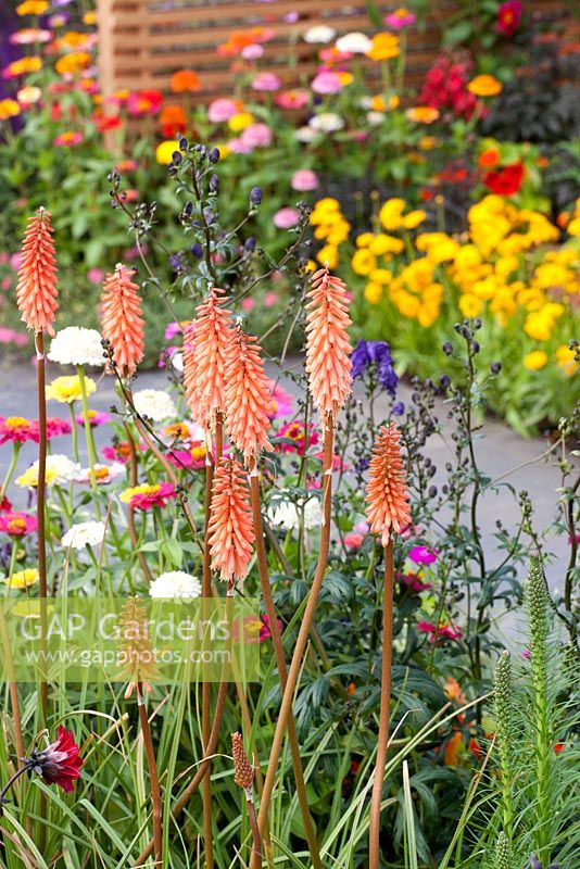 Astellas Pharma - RHS Hampton Court Flower Show
