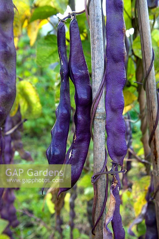 Phaseolus vulgaris 'Purple Prize'