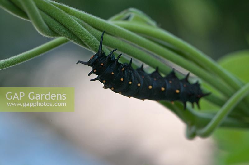 Battus philenor - Pipevine Swallowtail Caterpillar 