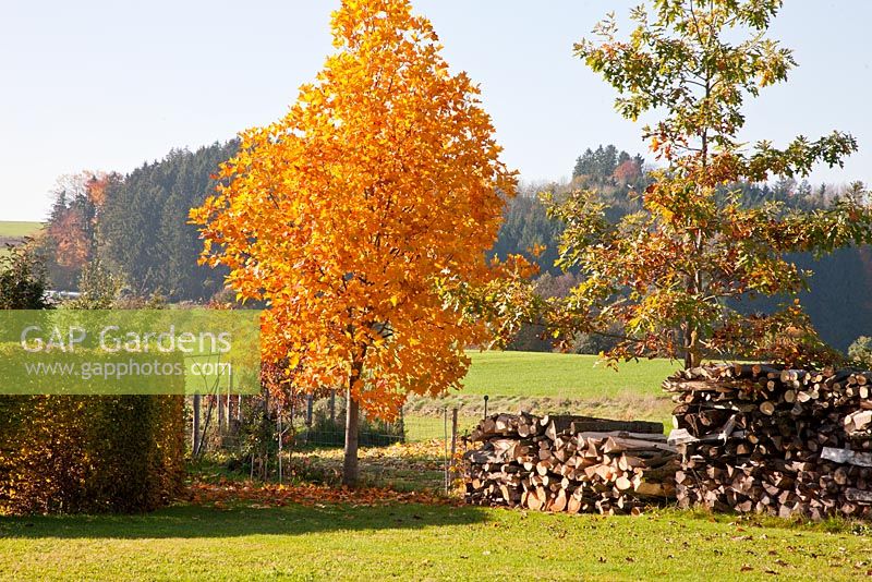 Autumn coloured oaks next to wood piles