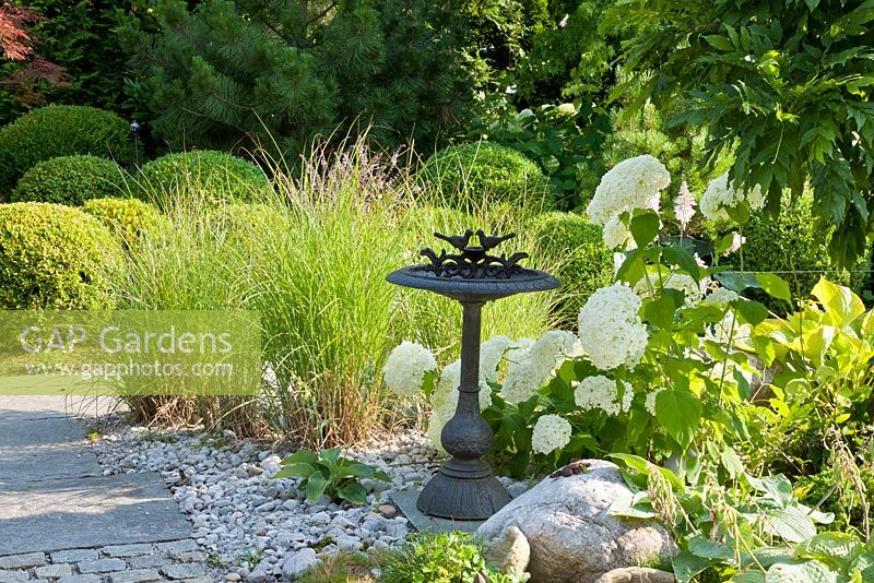 Cast iron bird bath next to planting with box spheres, ornamental grasses and Buxus. Hosta, Hydrangea arborescens 'Annabell' and Miscanthus sinensis 'Gracillimus'