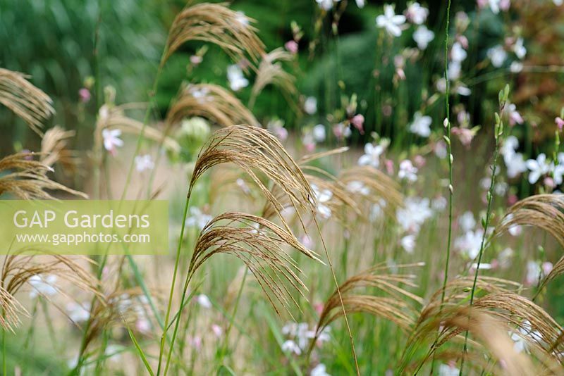 Miscanthus sinensis 'Nepalensis' - Knoll Gardens 