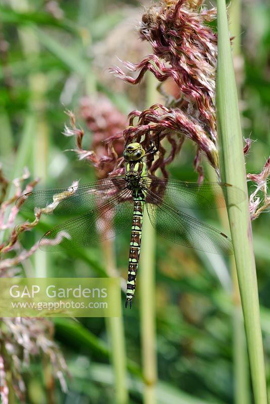 Dragonfly on Miscanthus sinensis 'Zwergelephant' - Knoll Gardens 