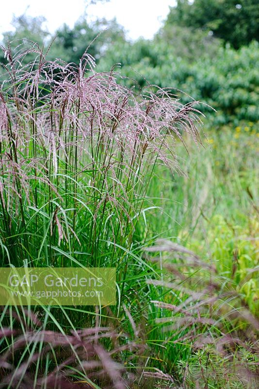 Miscanthus sinensis 'Flamingo' - Knoll Gardens 