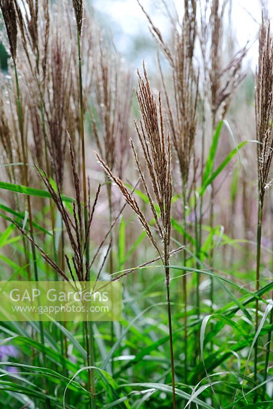 Miscanthus sinensis - Knoll Gardens