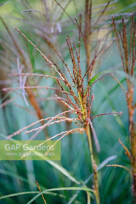 Miscanthus sinensis 'Juli' - Knoll Gardens 