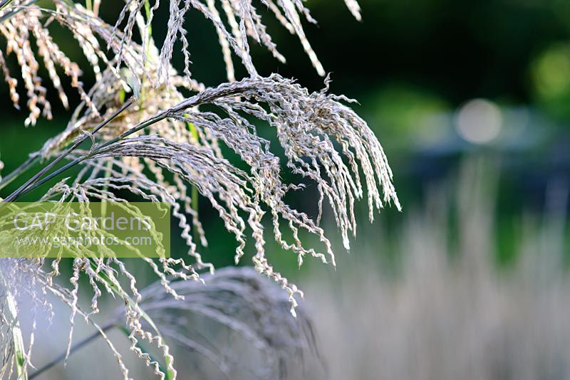 Miscanthus sinensis 'Roland' - Knoll Gardens 