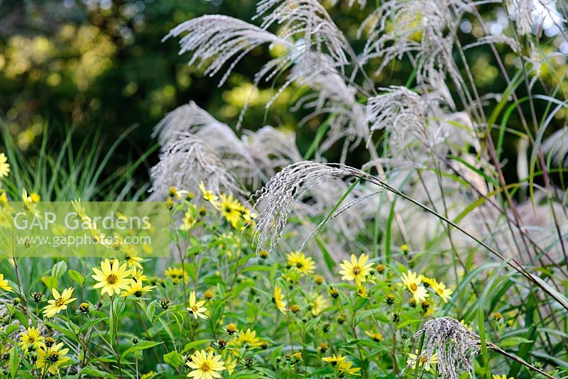 Miscanthus sinensis 'Roland' - Knoll Gardens 