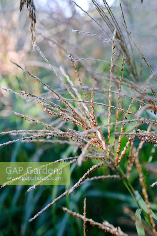 Miscanthus sinensis 'Hermann Mussel' - Knoll Gardens 