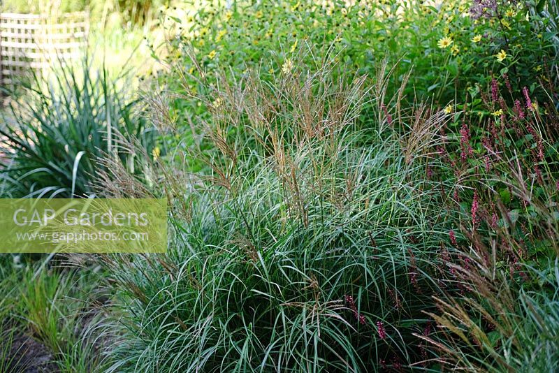 Miscanthus Sinensis 'Abundance' syn 'Yakushima Dwarf' - Knoll Gardens 