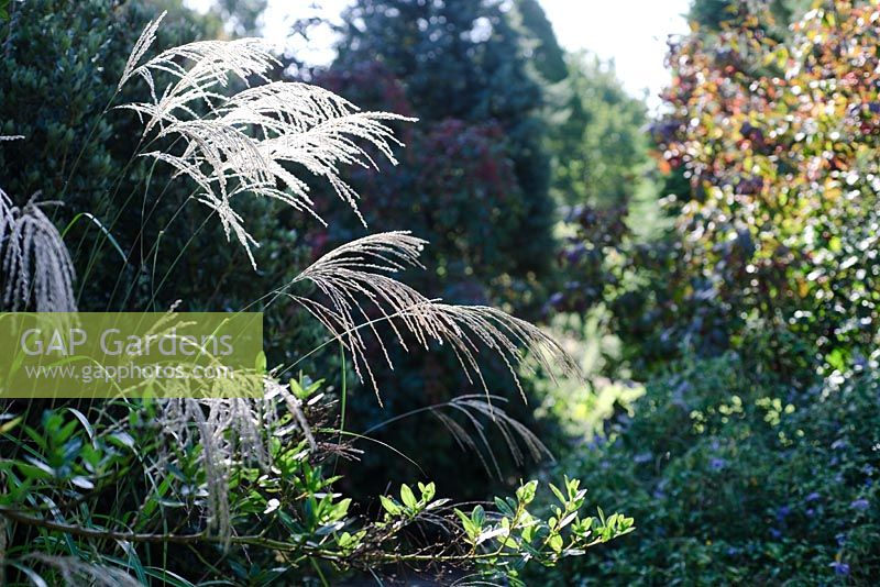 Miscanthus sinensis 'Silberturm' - Knoll Gardens 