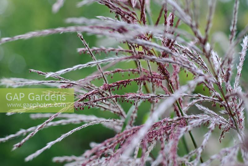 Miscanthus sinensis - Knoll Gardens 