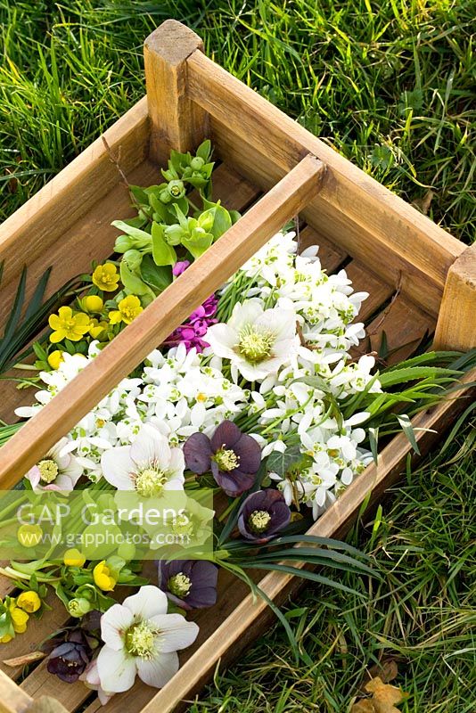 Trug of picked winter flowers including hellebores, snowdrops, winter aconites and cyclamen