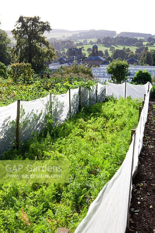 Carrot bed surrounded by fleece to protect from carrot root fly