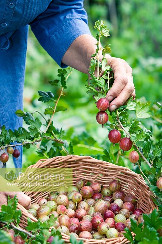 Harvesting Ribes 'Hinnonmaki Red' in a basket