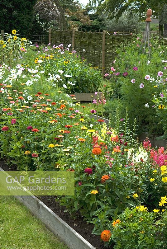 Raised beds of flowers for cutting alongside raised bed of Asparagus and Swiss Chard - Bays Farm NGS, Forward Green, Suffolk