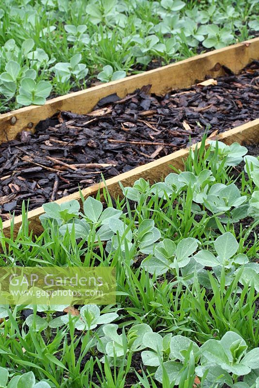 Vicia faba and Secale cerale - Green manures, field beans in centre and Hungarian grazing rye either side. These have been planted in a new vegetable bed in the autumn to add nutrients to the soil and supress weeds